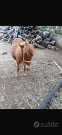 Mini pony