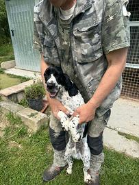 Springer cocker da tartufo