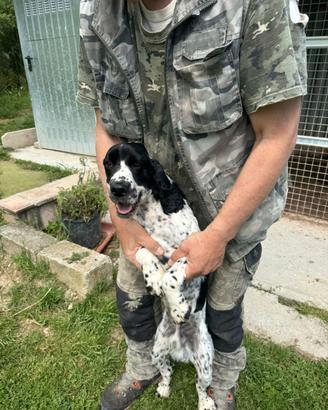 Springer cocker da tartufo
