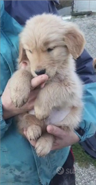 Golden retriever american