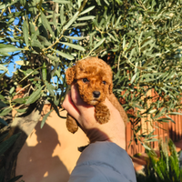 Barboncino mini toy red femmina anche a rate