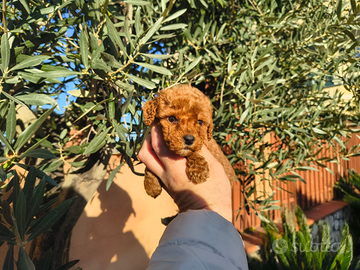 Barboncino mini toy red femmina anche a rate