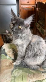 Maine Coon pedigree Anfi