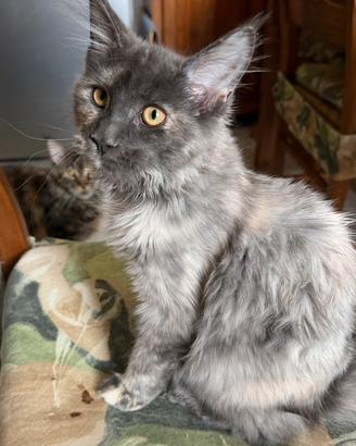 Maine Coon pedigree Anfi