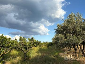 TER. AGRICOLO A SELLIA MARINA