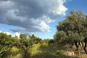 TER. AGRICOLO A SELLIA MARINA