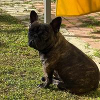 Bouldogue francese maschio per accoppiamento
