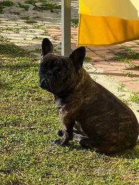 Bouldogue francese maschio per accoppiamento