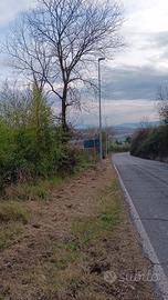 TERRENO AGRICOLO Piante di ulivo