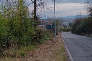 TERRENO AGRICOLO Piante di ulivo