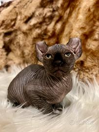 Sphynx ELF maschio