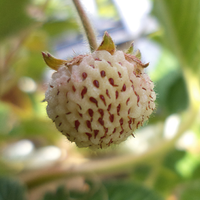 Fragole alla pesca