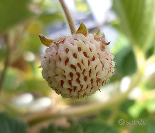 Fragole alla pesca