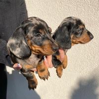 Cuccioli di bassotti