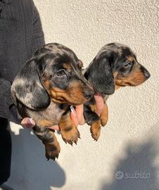 Cuccioli di bassotti