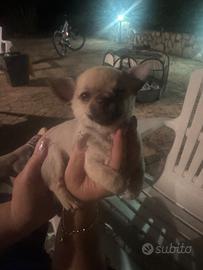 Cucciolo di chihuahua