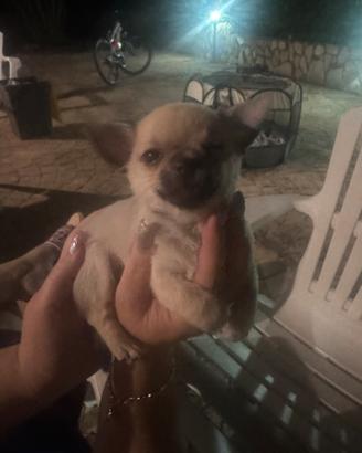 Cucciolo di chihuahua