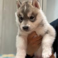 Cuccoli husky pedigree