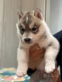 Cuccoli husky pedigree