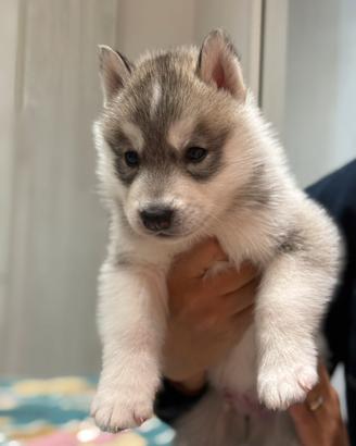 Cuccoli husky pedigree