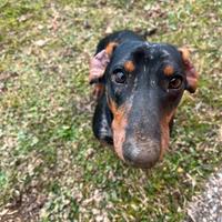 Bassotto Arlecchino per accoppiamento