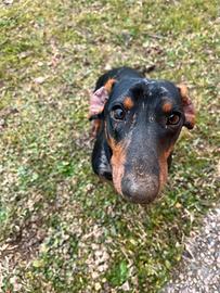 Bassotto Arlecchino per accoppiamento