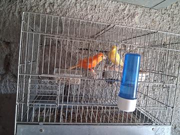 Animali