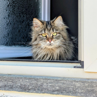 Maine Coon femmina 1 anno