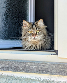 Maine Coon femmina 1 anno