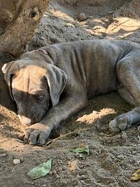 Cani Corso