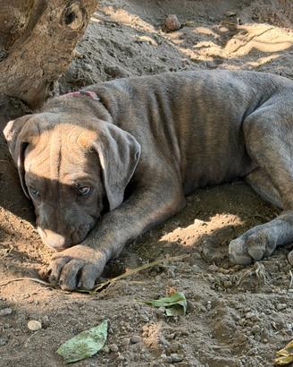 Cani Corso