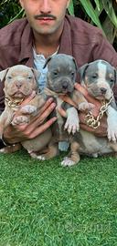 Pitbull tricolor e blue nose