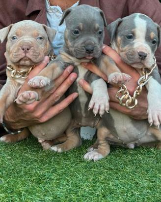 Pitbull tricolor e blue nose