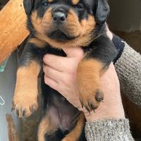 Rottweiler cucciolo