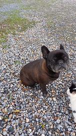 Bulldog francese