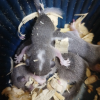 Cuccioli di mini ghiri africani