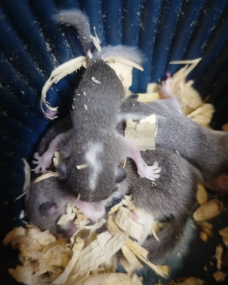 Cuccioli di mini ghiri africani