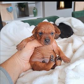 Pinscher nano cuccioli
