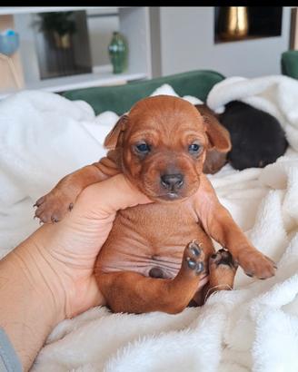 Pinscher nano cuccioli