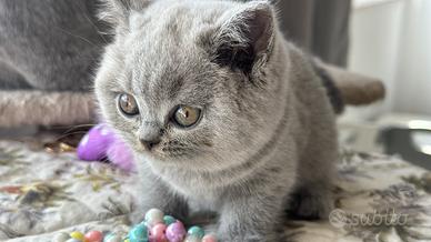 Cucciole BRITISH SHORTHAIR