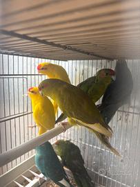 Pappagalli Kakariki mix mutazioni