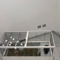 Coniglio ariete nano con gabbia