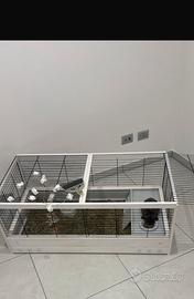 Coniglio ariete nano con gabbia