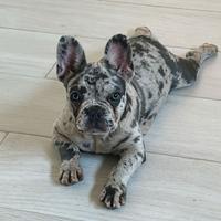 Bulldog francese merle stallone