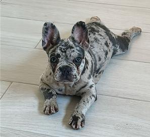 Bulldog francese merle stallone