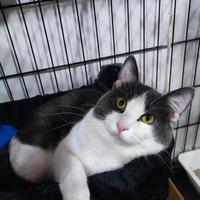 Otis gattino 9 mesi