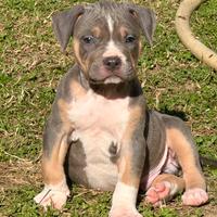 Cuccioli Pitbull