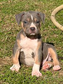 Cuccioli Pitbull