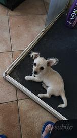 Chihuahua di 2 mesi