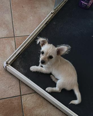 Chihuahua di 2 mesi